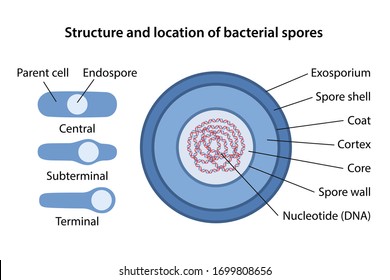 Bacterial spore structure with corresponding designations. Location of bacterial spores: central, terminal, subterminal. Microbiology. Vector illustration in flat style isolated over white background