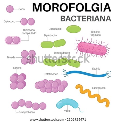 Morfología Bacteriana : microorganisms that are unicellular organisms Stock photo © 