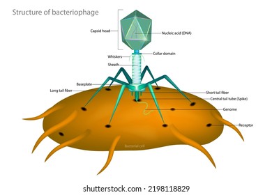 Bacteriophage and Bacterial cell. Structure of a typical virus phage. Capsid head