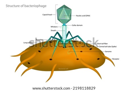 Bacteriophage and Bacterial cell. Structure of a typical virus phage. Capsid head