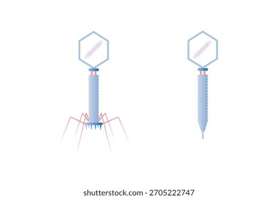 Bacteriófago Estrutura Celular Design de Ciência. Ilustração de vetor.