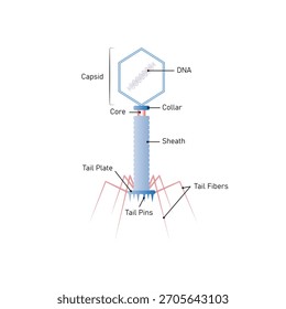 Bacteriophage Cell Structure Science Design. Vector Illustration.