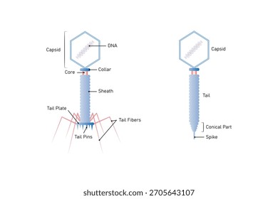 Bakteriophage Cell Structure Science Design. Vektorgrafik.