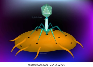 Um bacteriófago ou fago é um vírus que infecta e se replica dentro de bactérias e arque. Célula bacteriana e estrutura de um fago típico do vírus. 