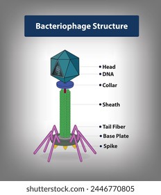 Bacteriophage Structure, This captivating stock image provides a rare glimpse into the intricate world of bacteriophage structure, revealing the awe-inspiring beauty and remarkable complexity Vector