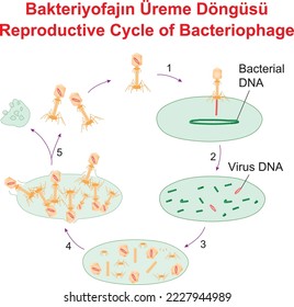 Bacteriophage structures and anatomy and reproductive cycle