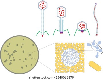 Bacteriophage type and plaque count. Top, from left to right: Family Siphoviridae, Myoviridae, Podoviridae, Inoviridae. Bottom: close-up illustration of the plaque