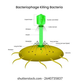 Bacteriophages Attack and Kill Bacteria