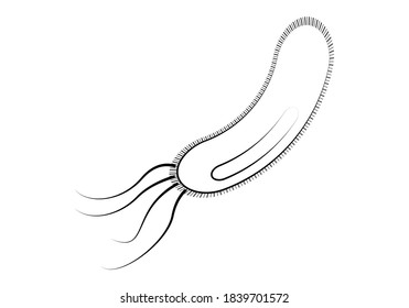 Bacterium made of black stroke on white background.