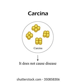 The bacterium sarcina. Infographics. Vector illustration on isolated background.