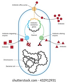 Bacterium showing methods of antibiotic resistance through efflux or enzymes