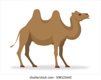 Bactrian camel 