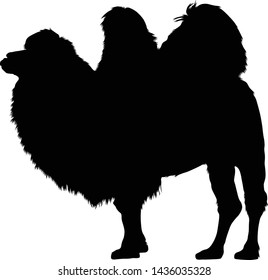 Bactrian Camel, Camelus Bactrianus, Northen Asia