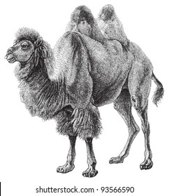 Bactrian camel (Camelus bactrianus) / vintage illustration from Meyers Konversations-Lexikon 1897