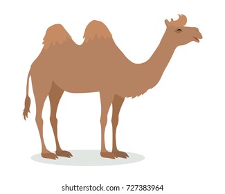 Bactrian camel cartoon character. Funny camel with two humps flat vector isolated on white. Fauna of Asia