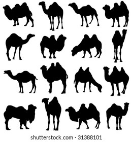 Bactrian camel and dromedary