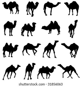 Bactrian camel and dromedary