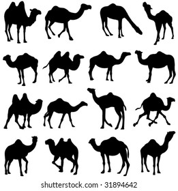 Bactrian camel and dromedary