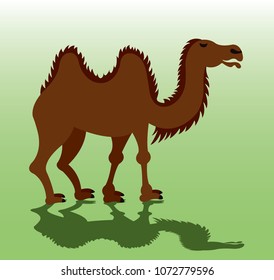 A Bactrian Camel eager to carry luggage
