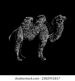 bactrian camel hand drawing vector isolated on black background.