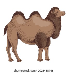 Bactrian Camel on white background.