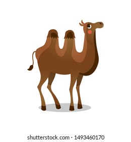 Bactrian camel. Raster illustration in flat cartoon style on white background.