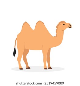 Bactrian camel simple vector illustration. Two-humped camel cartoon clipart, animal in flat style. Farm animals concept, rural farming. Livestock desert animal camel vector design isolated on white