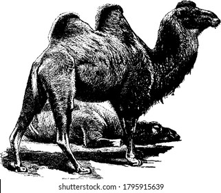 Bactrian Camel, that has two humps on back, is a large even-toed ungulate native to the steppes of north eastern Asia, vintage line drawing or engraving illustration.