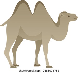 Bactrian camel with two humps realistic vector illustration. Mongolian farm animal color graphic. Two-humped domestic livestock side view isolated on white. Herbivorous mammal of Asia.