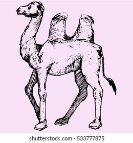 Bactrian camel, two-humped camel  doodle style sketch illustration hand drawn vector 