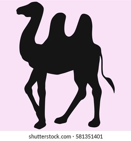 Bactrian camel, two-humped vector silhouette isolated