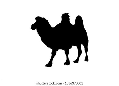 Bactrian camel, vector black color silhouette illustration for icon, logo, poster, banner. Two-humped camel, desert animal, isolated without background. For asian style concepts about desert, caravan