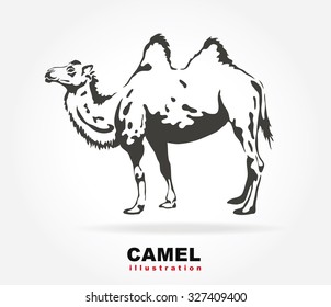 Bactrian camel. Vector illustraion.