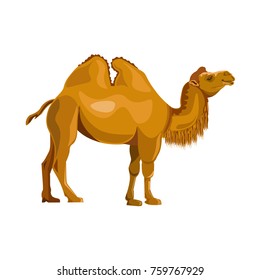 Bactrian camel. Vector illustration isolated on white background