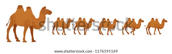 Bactrian or a two-humped camel, a cartoon\
character for a walking cycle\
animation