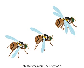Bactrocera correcta on white background.