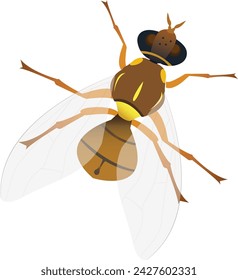 Bactrocera correcta is a species of tephritid fruit flies that is widely distributed in Southeast Asia. 