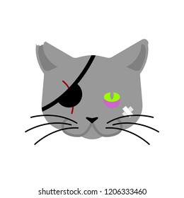 Bad Cat pirate. Eye patch and bruise. Pet bully

