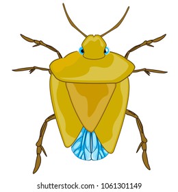 Bad insect bedbug on white background is insulated