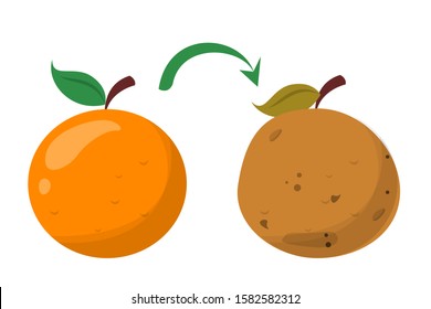 Bad Rotten Orange. Food Waste Vector Isolated. Citrus Fruit Rot, Vegetarian Meal Becoms Bad. Good Fresh Meal Become Bad.