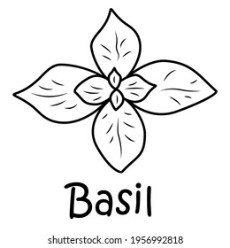 Badge basil with the inscription. Vector, eps