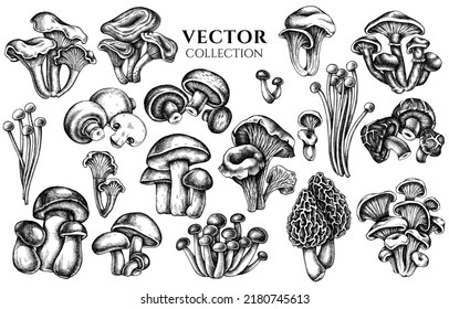 Badge design with black and white oyster mushroom, champignon, honey agaric, etc.