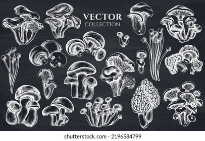 Badge design with chalk oyster mushroom, champignon, honey agaric, etc.