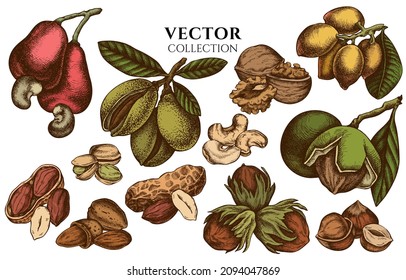 Badge design with colored cashew, peanut, pistachio, hazelnut, almond, walnut