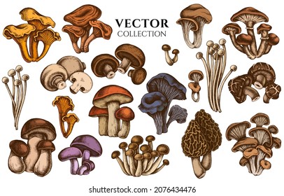 Badge design with colored oyster mushroom, champignon, honey agaric, shiitake, porcini, morel mushroom, chanterelle, aspen mushroom, enoki , shimeji, black chanterelle, red pine mushroom, portobello