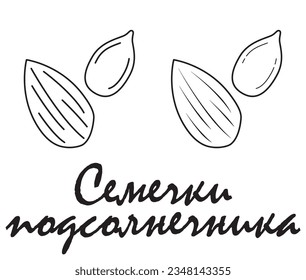 Badge Sunflower seeds with the inscription "Sunflower seeds" in Russian. Vector, eps