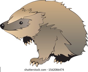 Badger. American badger. Badger turns around.