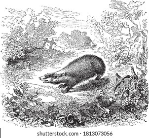 Badger animal, From the Dictionary of Word and Things, 1888.