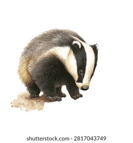 Badger with distinctive white stripes face