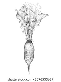 Badger flame beetroot, vegetable with leafy tops. Hand-drawn sketch, vector illustration on a white isolated background.